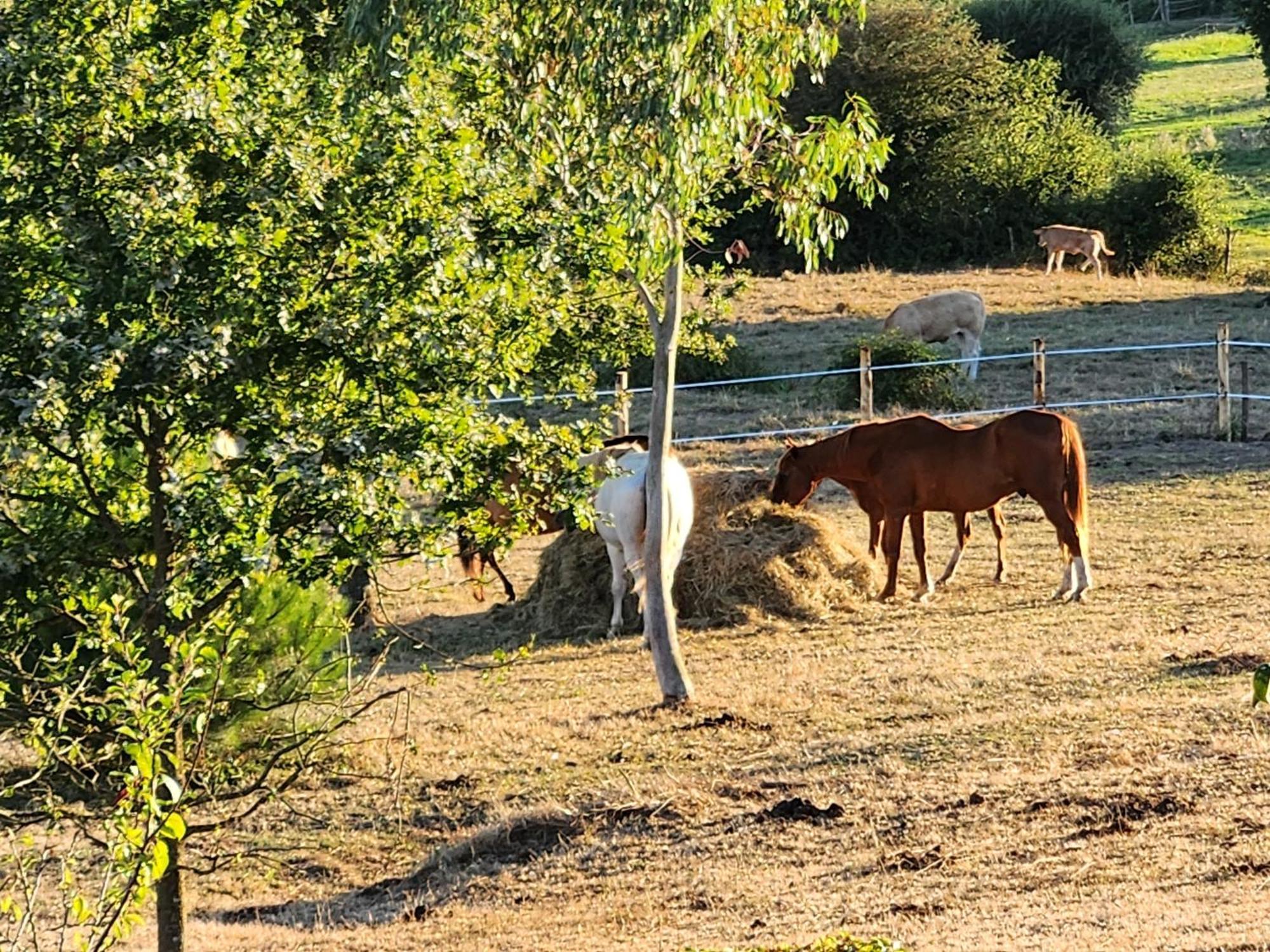 Les Chambres De La Forge Des Collines Les Herbiers Bagian luar foto